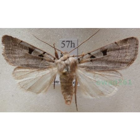Eugnorisma glareosa (Esper, 1788) Czech57h